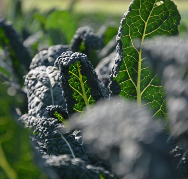 CAVOLO NERO