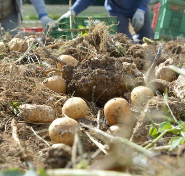 PATATE DI MONTAGNA