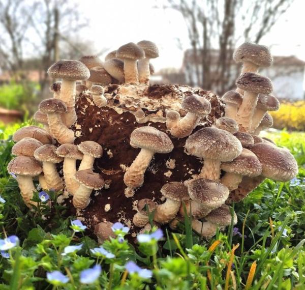 FUNGHI SHIITAKE e PLEUROTUS