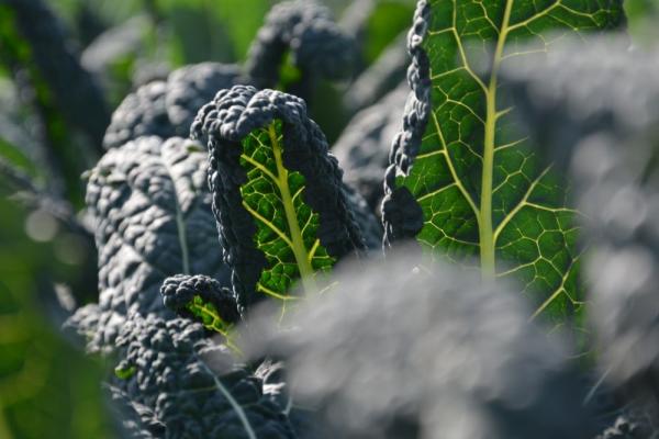 CAVOLO NERO