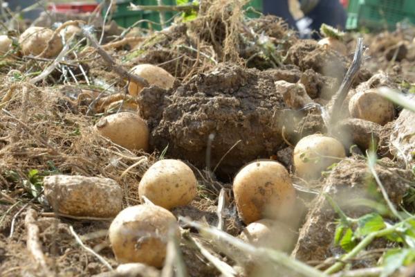 PATATE DI MONTAGNA